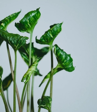 Сингониум GODZILLA VARIEGATED