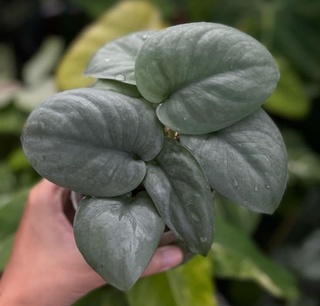 Scindapsus Silver Hero Care