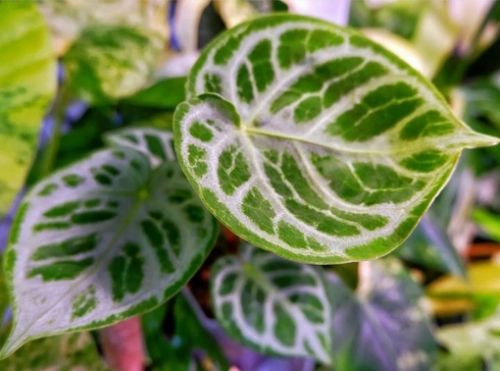 Anthurium Silver Blush