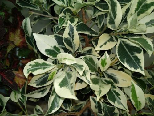 Ficus microcarpa Nitida Hawaii