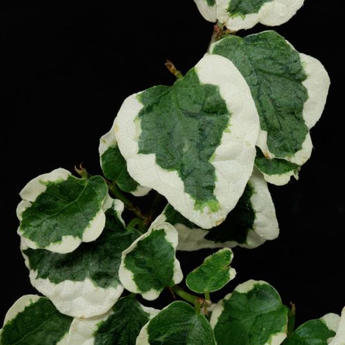 Ficus Pumila Belle Sunny