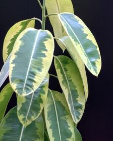 Ficus elastica "Docheri"