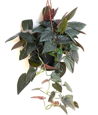 Erythrophyllum RED ARROW