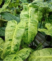 Philodendron Paraiso Verde