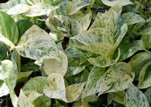 сциндапсус MARBLE QUEEN