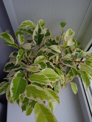 Ficus_Benjamina Мунлайт