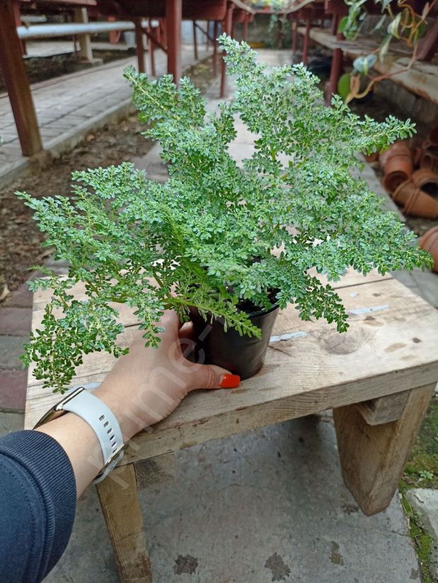 Пилея Мелколистная («Микрофилла»)