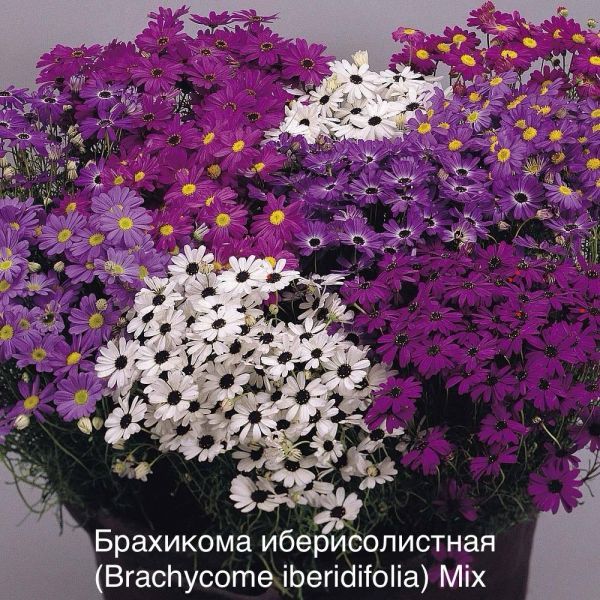 Брахикома иберисолистная (Brachycome iberidifolia) Mix