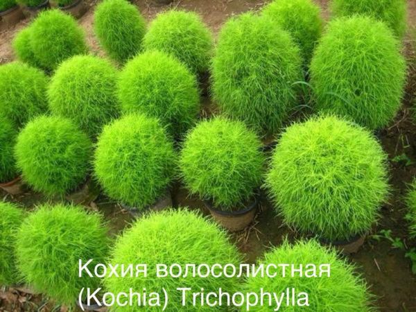 Кохия волосолистная (Kochia) Trichophylla