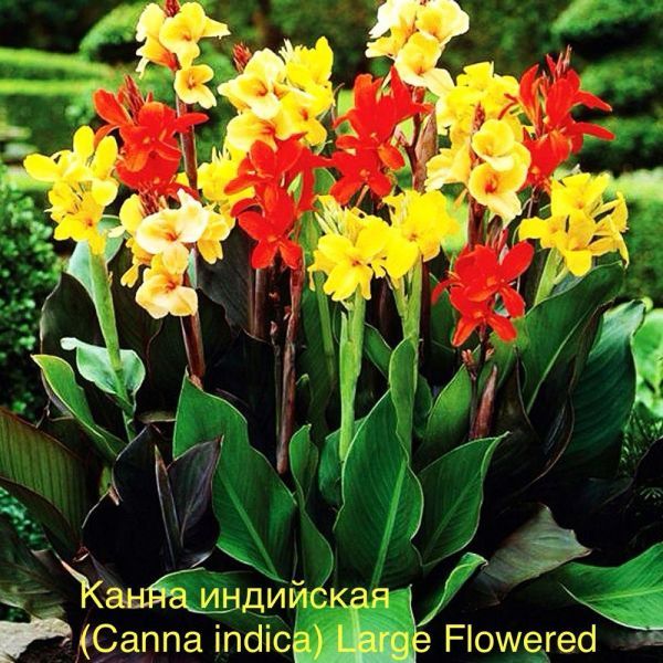 Канна индийская (Canna indica) Large Flowered