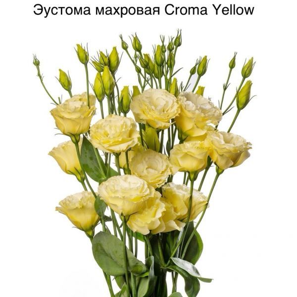 Эустома махровая Croma Yellow