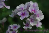 Флокс 'Гермес' / Phlox 'Germes'