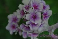 Флокс 'Гермес' / Phlox 'Germes'