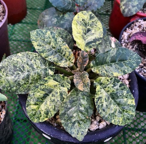 DORSTENIA FOETIDA VARIEGATA - ДОРСТЕНИЯ (ПЕСТРОЛИСТНАЯ)