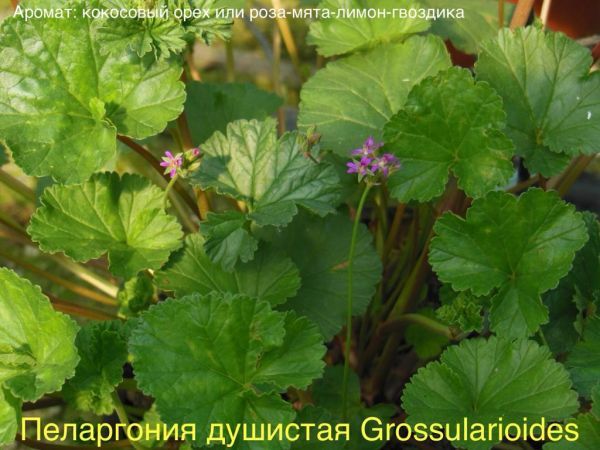 Пеларгония душистая Grossularioides