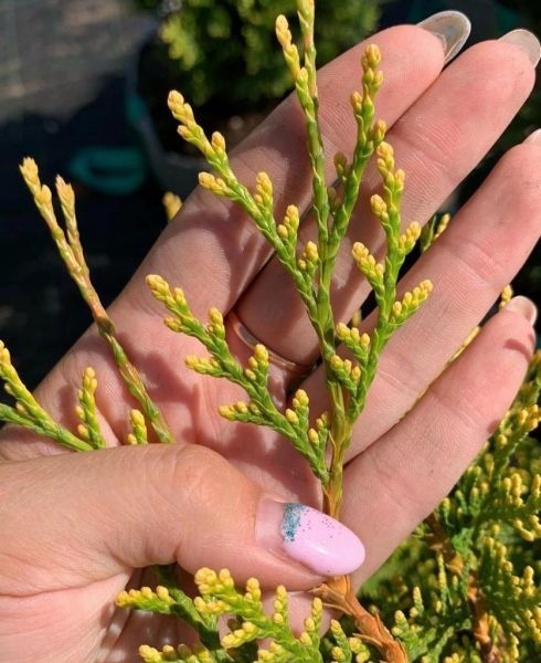 Туя западная Еллоу Риббон