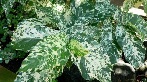 Фикус АСПЕРА ПАРСЕЛИ