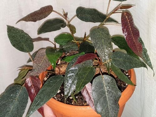 ФИКУС БРАУН ЛИВЗ Т-29