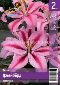 ​Лилия Джейберд (JAYBIRD), восточный гибрид, 12/14, 2 шт