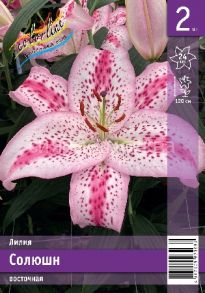 ​Лилия Солюшн (SOLUTION), восточный гибрид, 12/14, 2 шт
