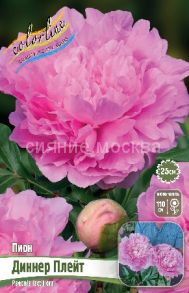 ​Пион Диннер Плейт (Dinner Plate), 2/3 п, 1 шт