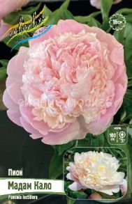 Пион Мадам Кало (MADAME CALOT), 2/3 n, 1 шт