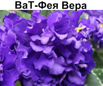 ВаТ-Фея Вера (Валькова)