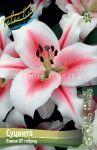 Liliya-SUCINTO-SUCINTO-OT-gibrid-12-14-2-sht