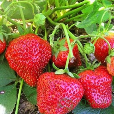 Клубника Королева Елизавета 2