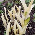Hosta White Feather  Белое перо