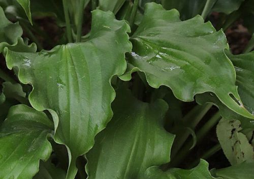 Unruly Child (Анрали Чайлд)