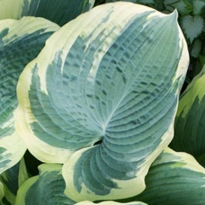 ХОСТА NORTHERN EXPOSURE (НОСЕН ЭКСПОШЕ)