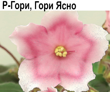 Р-Гори, Гори Ясно (В.Зуб)