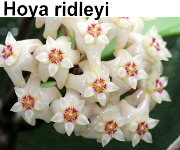 Хойя Ridleyi