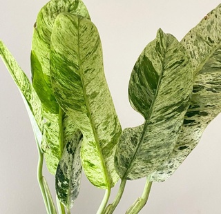 Epipremnum giganteum