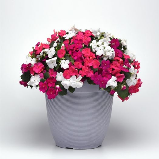 Бальзамин Уоллера (Impatiens walleriana F1) Beacon Portland Mix, 100 семян