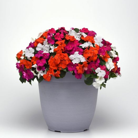 Бальзамин Уоллера (Impatiens walleriana F1) Beacon Lindau Mix, 100 семян