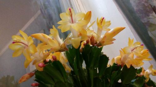 шлюмбергера Thor Sophia