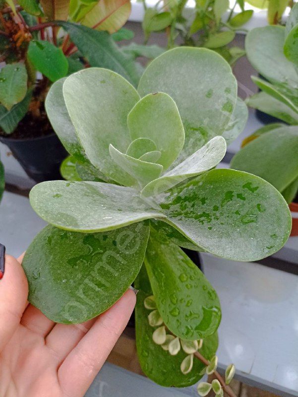 Каланхоэ Тирсифлора