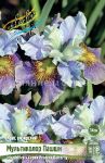 IRIS-SIBIRSKIJ-MULTIKOLOR-PAShShN-MULTICOLOR-PASSION-1-sht