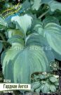 HOSTA-GARDIAN-ANGeL-GUARDIAN-ANGEL-1-sht