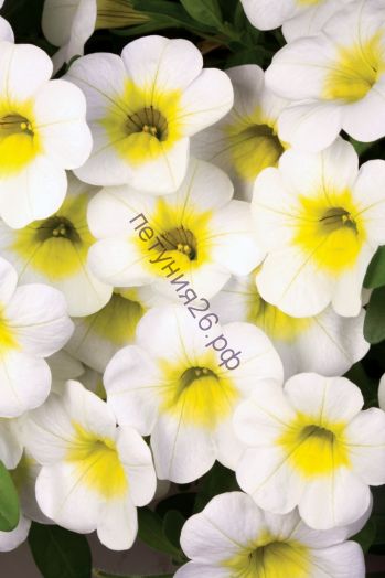 Калибрахоа Calibasket Sunny Side