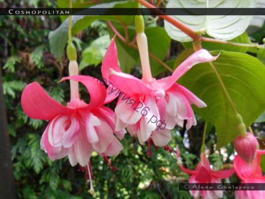 Фуксия Cosmopolitan