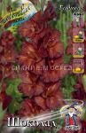 GLADIOLUS-ShOKOLAD-CHOCOLATE-10-12-5-sht