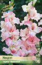 GLADIOLUS-MINDSeT-MINDSET-10-12-8-sht