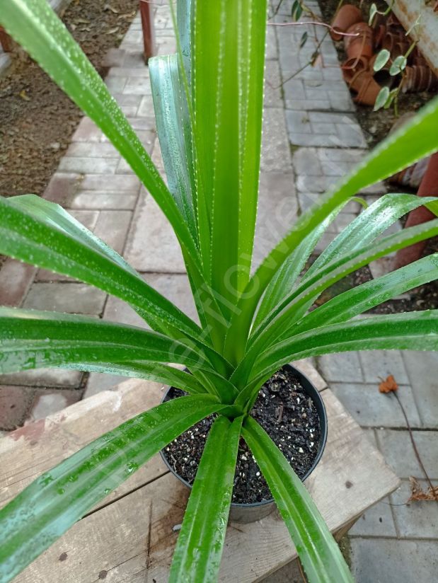 Панданус "Pandanus"