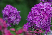 Флокс 'Гордость России' / Phlox 'Gordost Rossii'