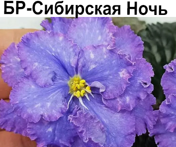 БР-Сибирская Ночь (Буркацкие)