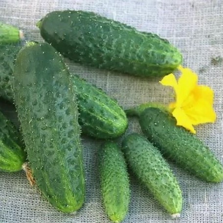 Огурец ЩЕДРИК F1, 250 семян