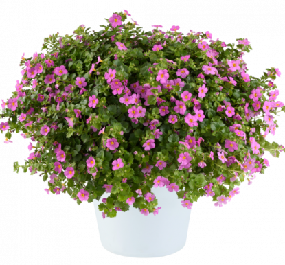 Бакопа GULLIVER Com. Rosa